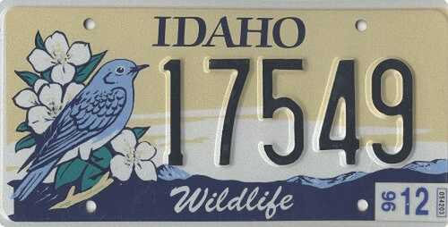 Wildlife - Blue Bird