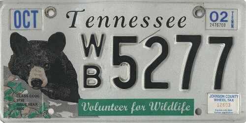 Volunteer For Wildlife - Black Bear