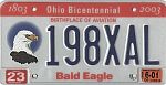 Bald Eagle